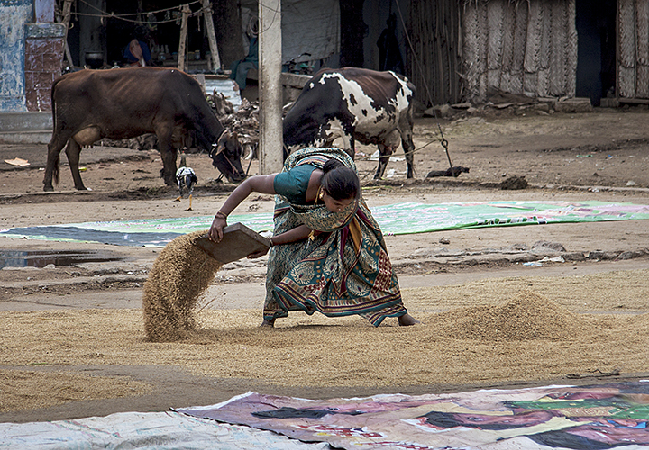 Threshing the Rice 1-Thekaddy